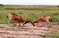 Fighting Hartebeest