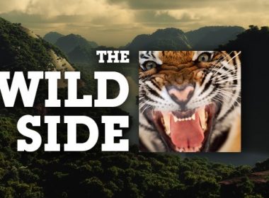 blog09-thewildside