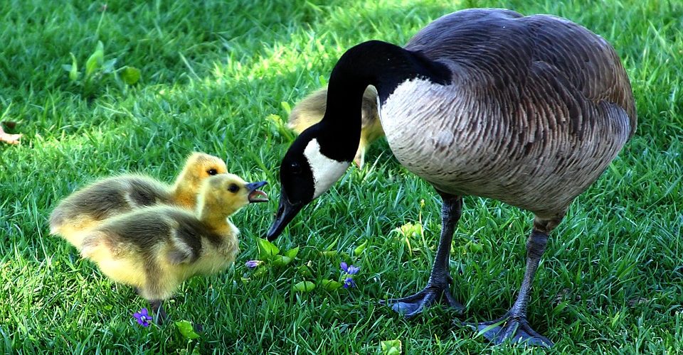 canada goose