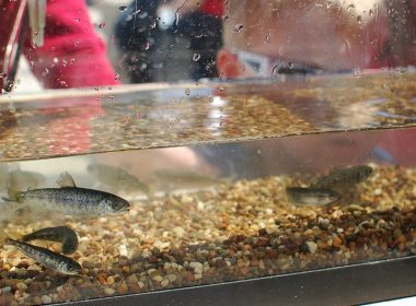 Fingerling Chinook salmon at Port Credit Harbour