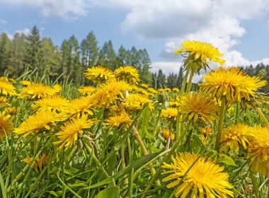 Dandelions in a field.