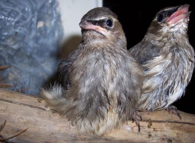 Baby birds on a branch. Alternatives Journal – A\J