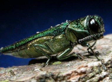 emerald ash borer USDA CC BY 20