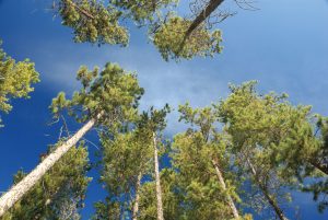 lodgepole pines by Terence Mendoza