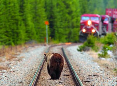 A brown bear walking down train tracks towards a moving train A\J