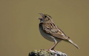 https://www.birdwatchersdigest.com/bwdsite/solve/howto/bird-listening.php