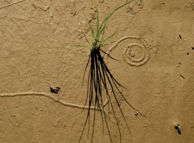 Artistic photo of grass growing out of the dirt. A\J AlternativesJournal.ca