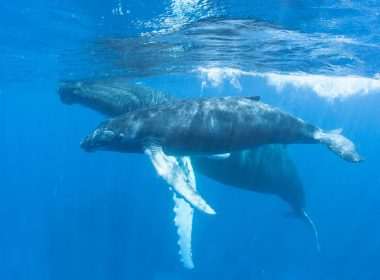 Humpback Mother and Calf via Fotolia