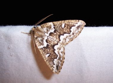 Gray spruce looper moth, family Geometridae