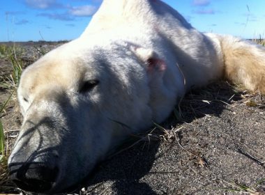 Polar Bear Brandon Laforest