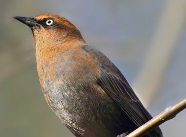 rusty_blackbird_Steve_Byland-Fotolia_57789209