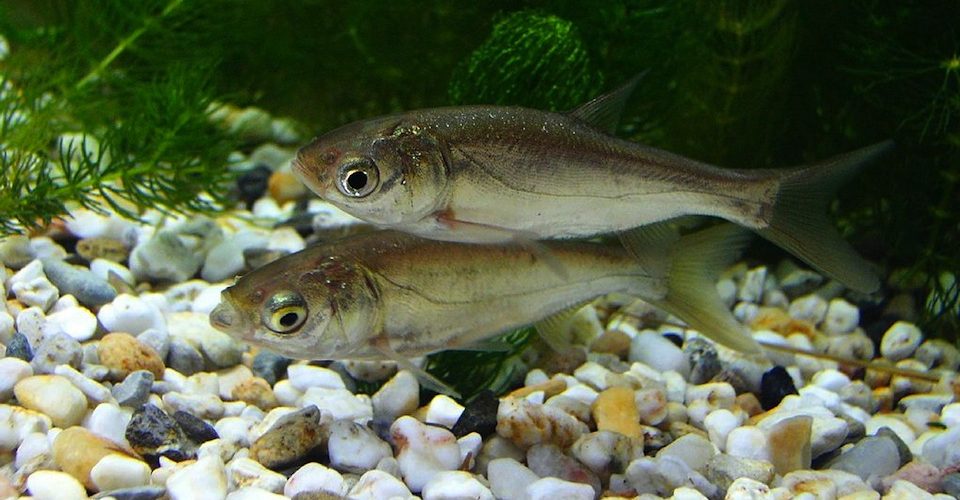 Juvenile silver carp, an invasive species in North American waterways.