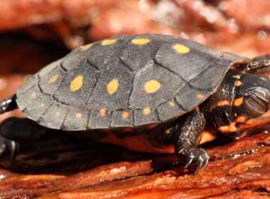 Spotted Turtle Fotolia_63557036_Subscription_Monthly_M