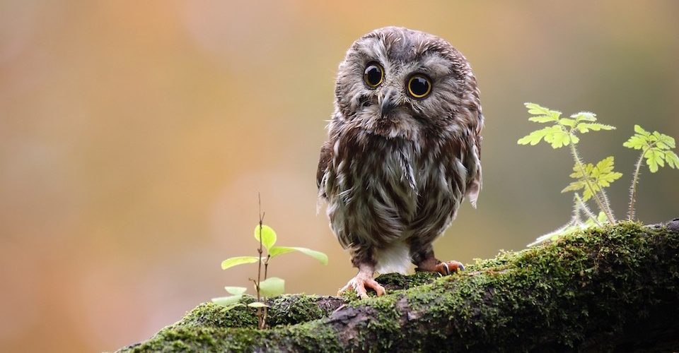 Tiny owl Fotolia_18360777© Megan Lorenz - Fotolia