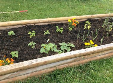 Raised bed vegetable garden