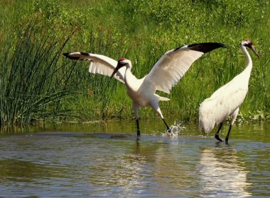 Whooping Cranes in captivity at the International Crane Foundation, Baraboo, WI.