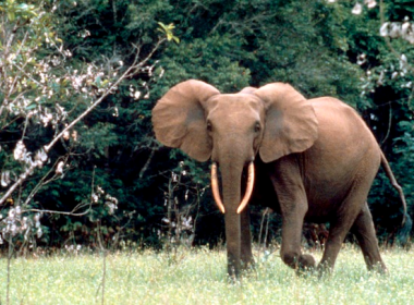 African Forest Elephant © Hervé Morand - WWF