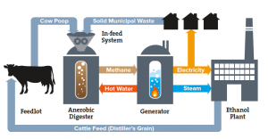 The virtuous loop: manure used to provide methane to a power generator