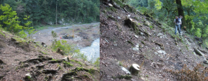 Illegal logging during Sochi Olympics road construction.