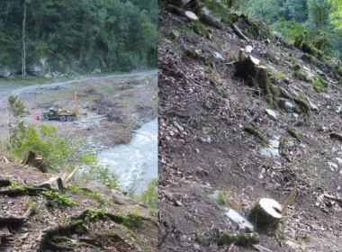 Illegal logging during Sochi Olympics road construction.